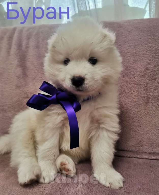 Собаки в Подольске: Щенки самоеда Мальчик, 50 000 руб. - фото 3