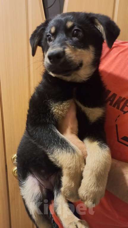 Собаки в Казани: Срочно помогите найти тёплый дом и доброго хозяина щенку!  Девочка, Бесплатно - фото 1