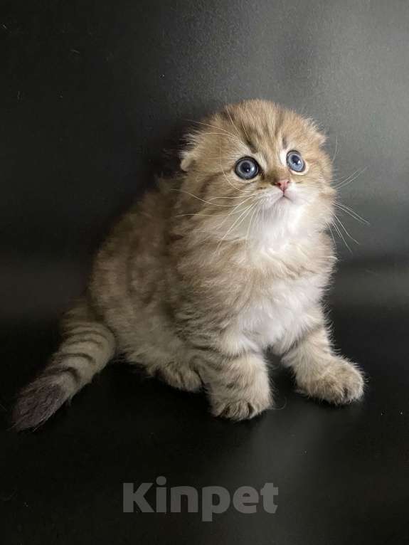 Кошки в Москве: Алан Мальчик, 45 000 руб. - фото 3