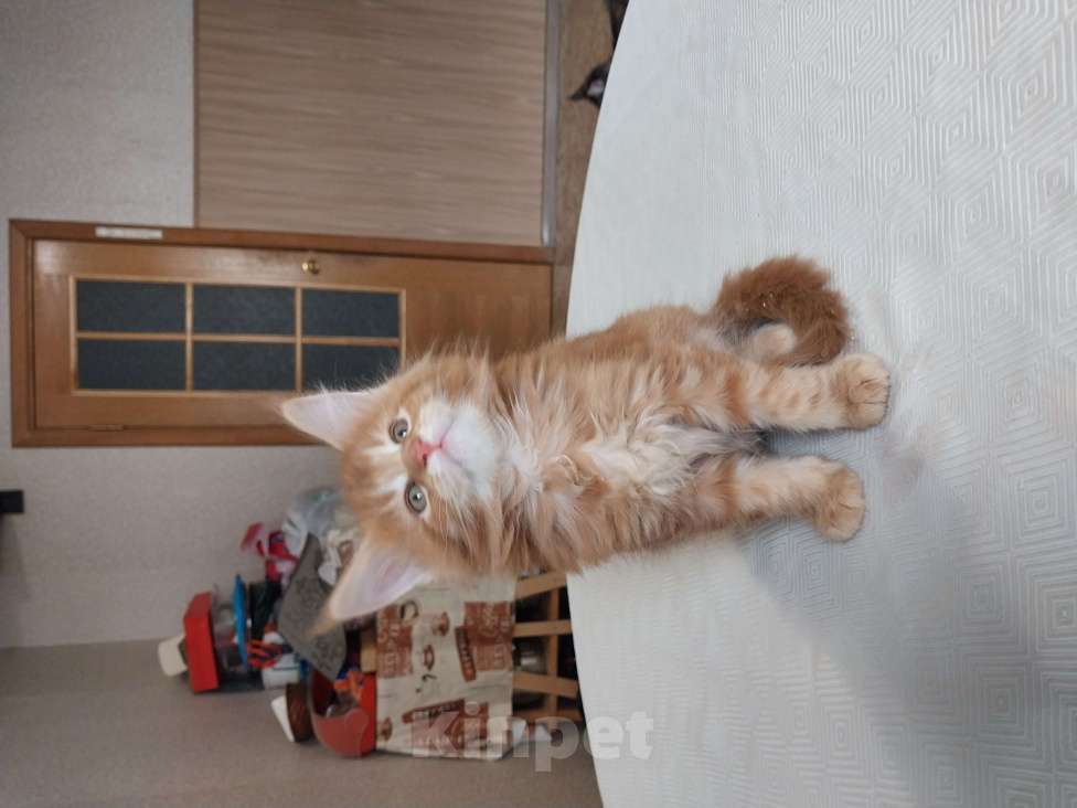 Кошки в Санкт-Петербурге: Котята мейн-куна Мальчик, 16 000 руб. - фото 3