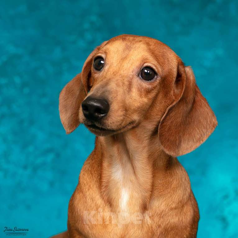 Собаки в Королеве: Такса взрослый пес Мальчик, 30 000 руб. - фото 3