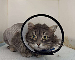 Кошки в Москве: Молодой котик Сильвер ищет дом Мальчик, Бесплатно - фото 4