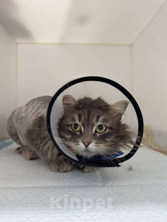 Кошки в Москве: Молодой котик Сильвер ищет дом Мальчик, Бесплатно - фото 4