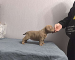 Собаки в Севастополе: Девочка американский булли Девочка, 80 руб. - фото 4