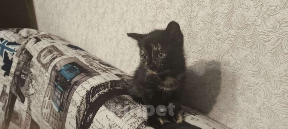 Кошки в Новосибирске: Котенок в добрые руки Девочка, Бесплатно - фото 7