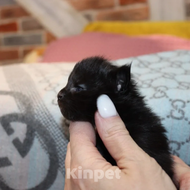 Кошки в Петропавловске-Камчатском: Котята в отличном типе Мальчик, 55 000 руб. - фото 1