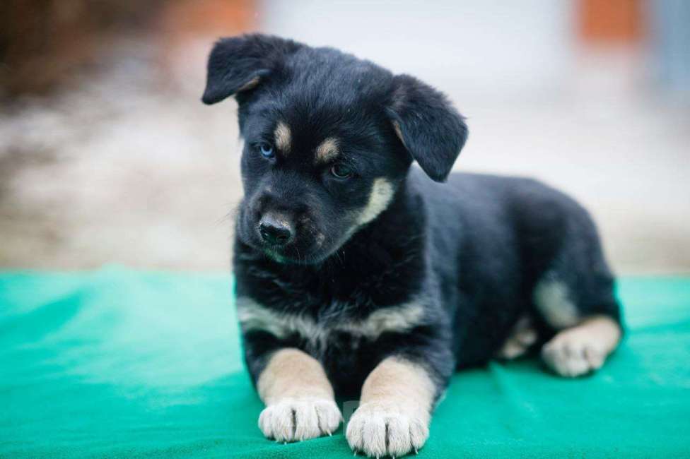 Собаки в Москве: Маленький щенок в добрые руки Девочка, Бесплатно - фото 3
