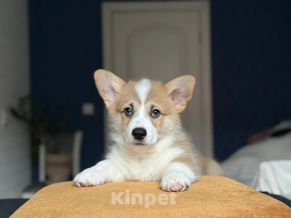 Собаки в Краснодаре: Щенок Вельш-Корги пемброк Мальчик, 45 000 руб. - фото 2