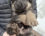 Собаки в Москве: Замечательные щенки: белый, черный и другие в добрые руки Мальчик, Бесплатно - фото 5