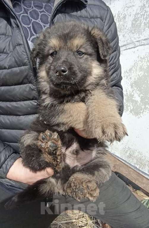 Собаки в Москве: Замечательные щенки: белый, черный и другие в добрые руки Мальчик, Бесплатно - фото 5
