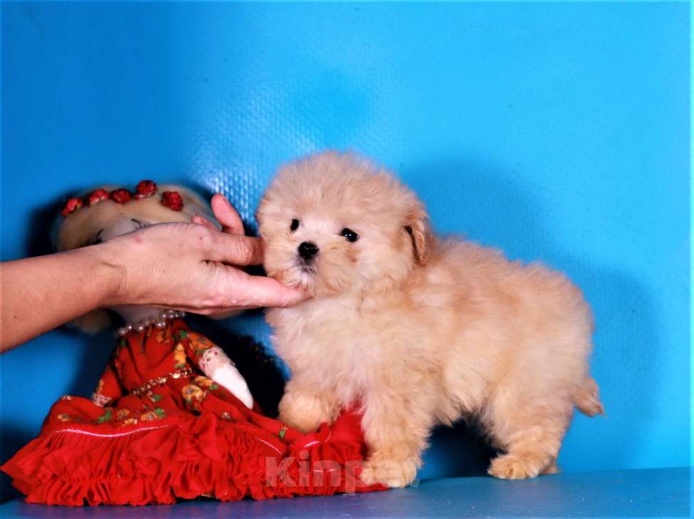 Собаки в Москве: мальтипу ф1 мини Девочка, 130 000 руб. - фото 3