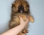 Собаки в Москве: Померанский шпиц, девочка Девочка, 22 000 руб. - фото 7