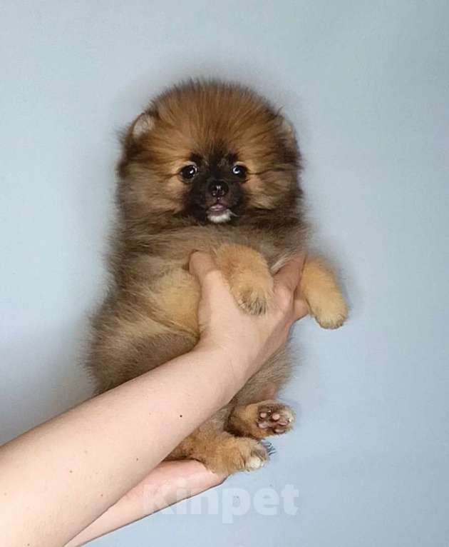 Собаки в Москве: Померанский шпиц, девочка Девочка, 22 000 руб. - фото 7