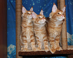Кошки в Саратове: Котики мейн-кун Мальчик, 18 000 руб. - фото 5