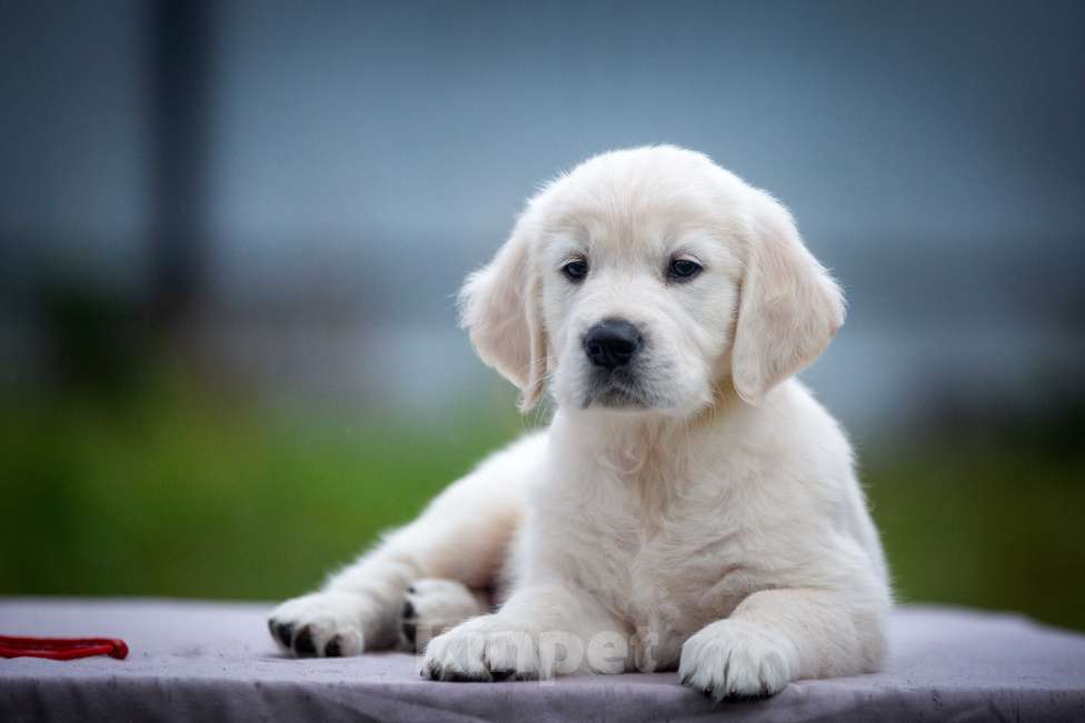 Собаки в Москве: Щенок золотистого ретривера  Мальчик, 75 000 руб. - фото 3