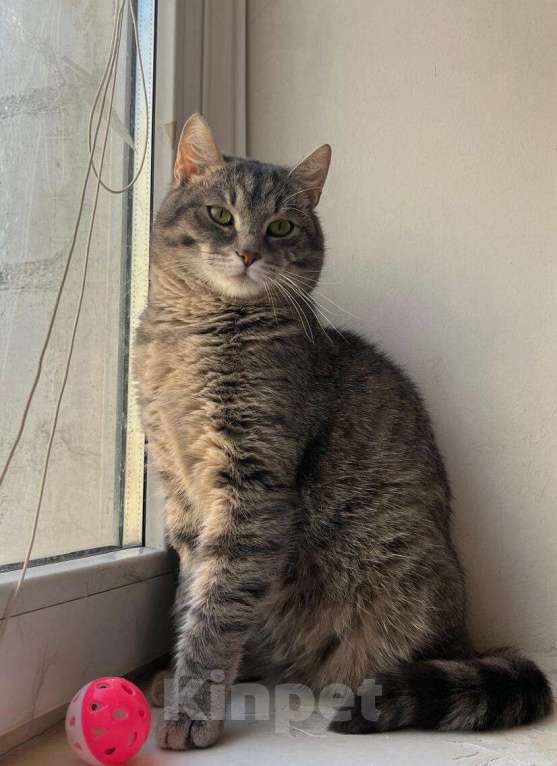 Кошки в Москве: Князь Серебряный — котик Кисыч ищет дом Мальчик, 1 руб. - фото 4