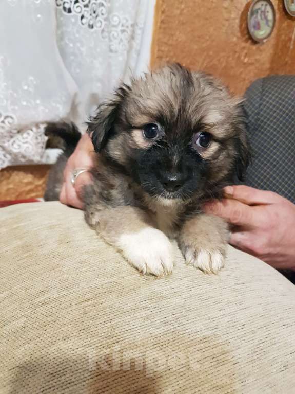 Собаки в Саке: Голландский Тюльпхонд-Спаниель Мальчик, Бесплатно - фото 6