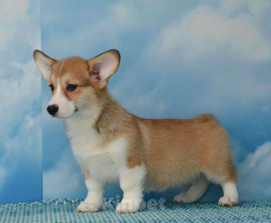 Собаки в Ногинске: Вельш корги пемброк Девочка, 35 000 руб. - фото 6