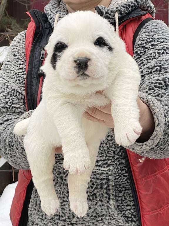 Собаки в Санкт-Петербурге: Щенки алабая к резерву  Мальчик, 70 000 руб. - фото 2