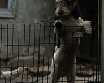 Собаки в Москве: Мальчик и девочка - малый ваднейский бассет гриффон Девочка, 50 000 руб. - фото 4