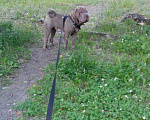 Собаки в Бийске: Шикарный кабель ,окрас лиловый дельют.Ищет подругу, 7 000 руб. - фото 2