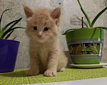 Кошки в Моздоке: Питомник кошек, Бесплатно - фото 3