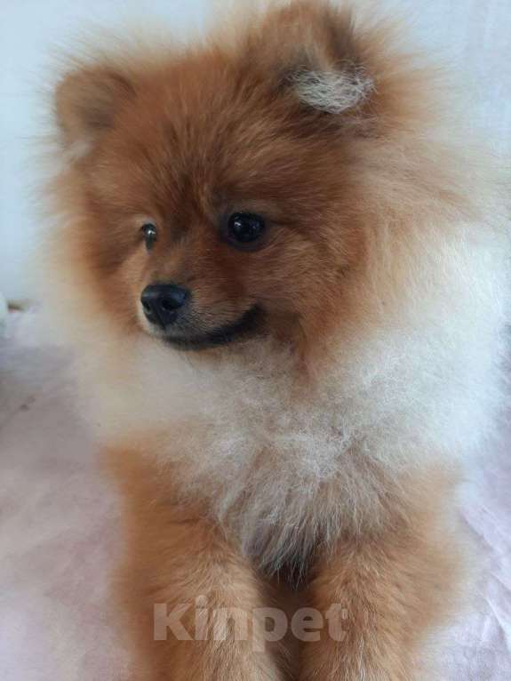 Собаки в Самаре: Шпиц Мальчик, 40 000 руб. - фото 5