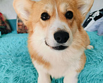 Собаки в Воронеже: Вельш корги пемброк натуральный бобтейл Девочка, 35 000 руб. - фото 5