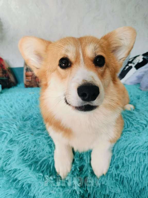 Собаки в Воронеже: Вельш корги пемброк натуральный бобтейл Девочка, 35 000 руб. - фото 5