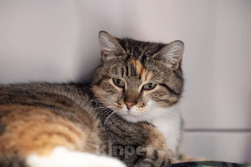 Кошки в Москве: Лукерья Девочка, Бесплатно - фото 2