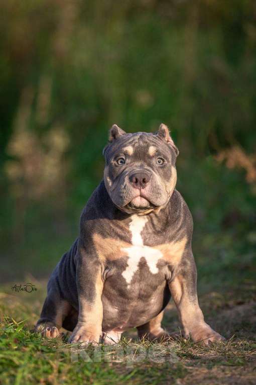 Собаки в других городах Московской области: Щенки американский булли  Мальчик, Бесплатно - фото 4