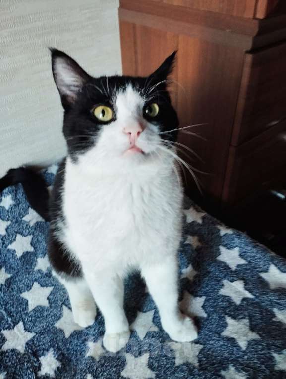 Кошки в Москве: Молоденький ласкун Мурчик ждёт свою семью Мальчик, Бесплатно - фото 3