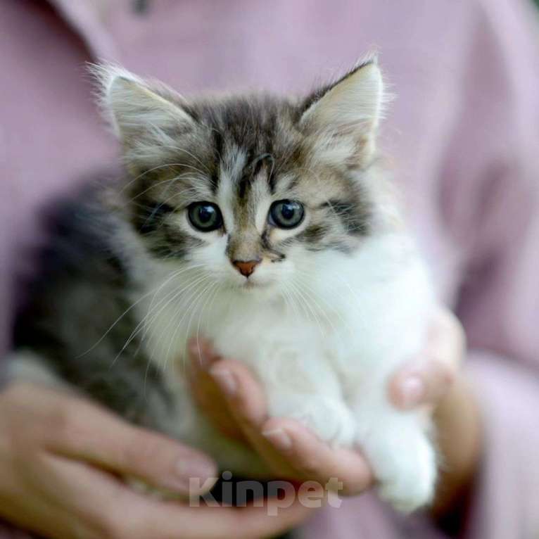 Кошки в Москве: Кошечку-подростка выкинули на стоянку Девочка, Бесплатно - фото 3