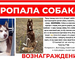 Собаки в Волгограде: Потерялась собака Мальчик, Бесплатно - фото 1
