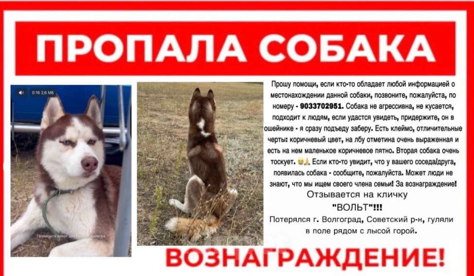Собаки в Волгограде: Потерялась собака Мальчик, Бесплатно - фото 1