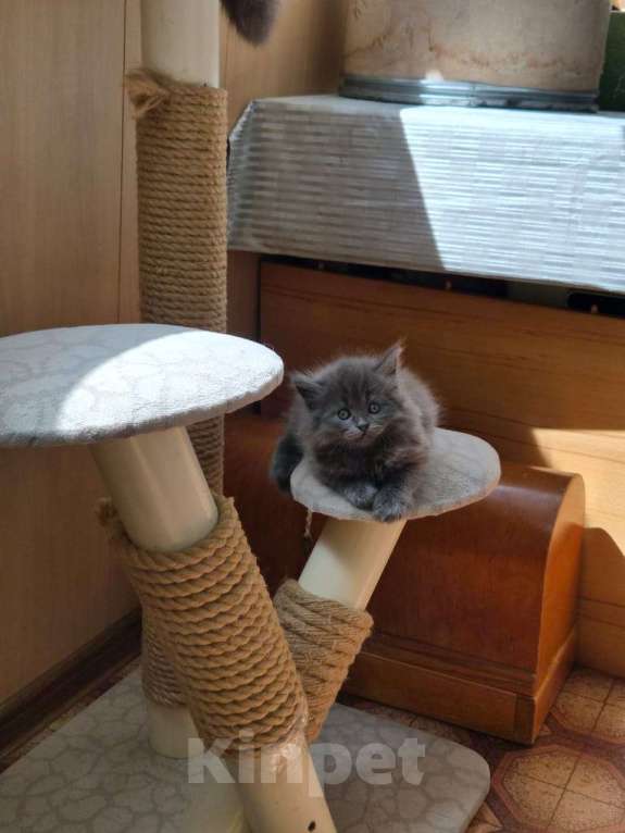 Кошки в Армавире: Продаю котят Мальчик, 10 000 руб. - фото 2