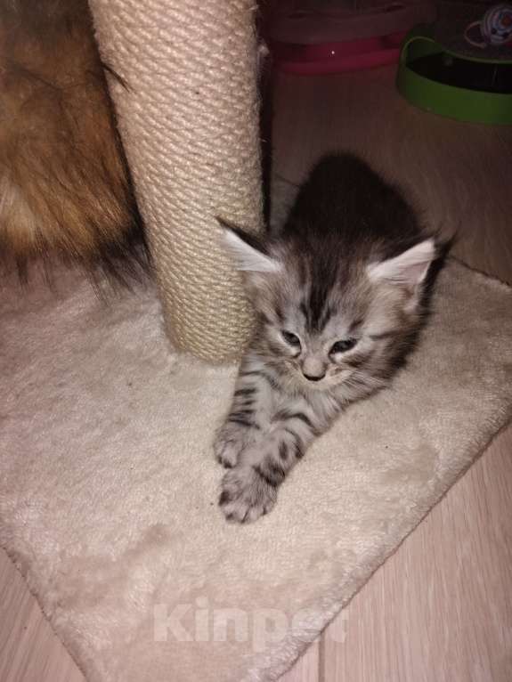 Кошки в Ставрополе: Алекс Мальчик, 20 000 руб. - фото 6