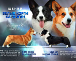 Собаки в Барнауле: Щенки   кардигана  Мальчик, Бесплатно - фото 3