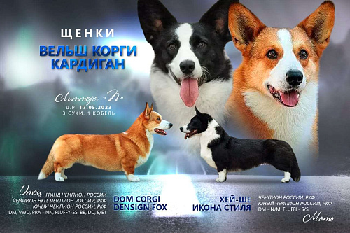 Объявление: Щенки кардигана , Бесплатно, Барнаул