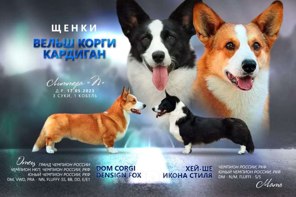 Собаки в Барнауле: Щенки   кардигана  Мальчик, Бесплатно - фото 3