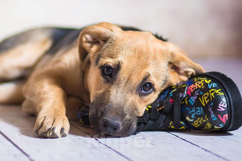 Собаки в Москве: Щенок овчарки Варя в добрые руки Девочка, 1 руб. - фото 6