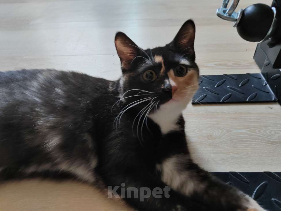 Кошки в Курске: Девочка метис британской  Девочка, Бесплатно - фото 2