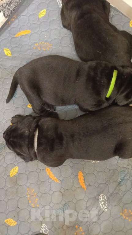 Собаки в других городах Московской области: Щенки  Мальчик, Бесплатно - фото 1