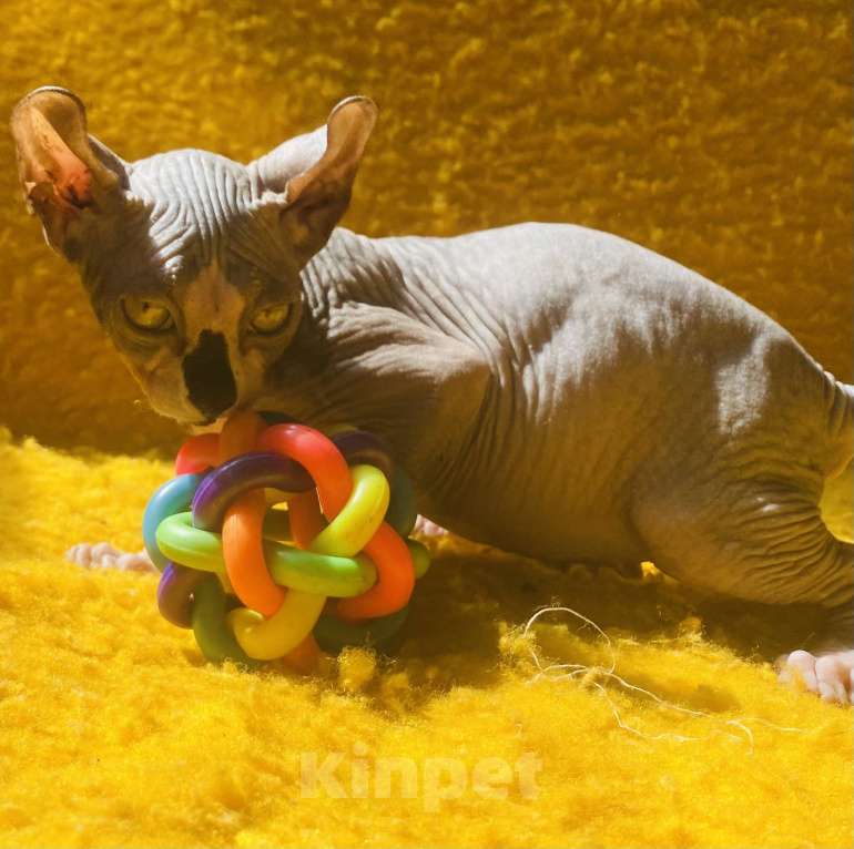 Кошки в Сочи: Эльф Мальчик, 20 000 руб. - фото 3