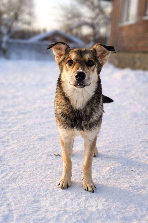 Собаки в Наро-Фоминске: Сабина якутенок Девочка, Бесплатно - фото 2