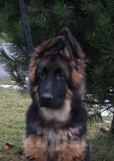 Собаки в Санкт-Петербурге: Щенок длинношерстной немецкой овчарки Мальчик, 60 000 руб. - фото 2
