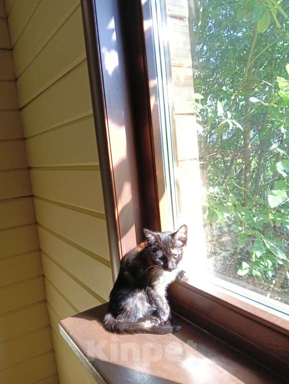 Кошки в Одинцово: Котята в добрые руки Девочка, 1 руб. - фото 6