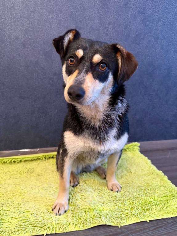 Собаки в Рузе: Мэри в добрые руки Девочка, Бесплатно - фото 8