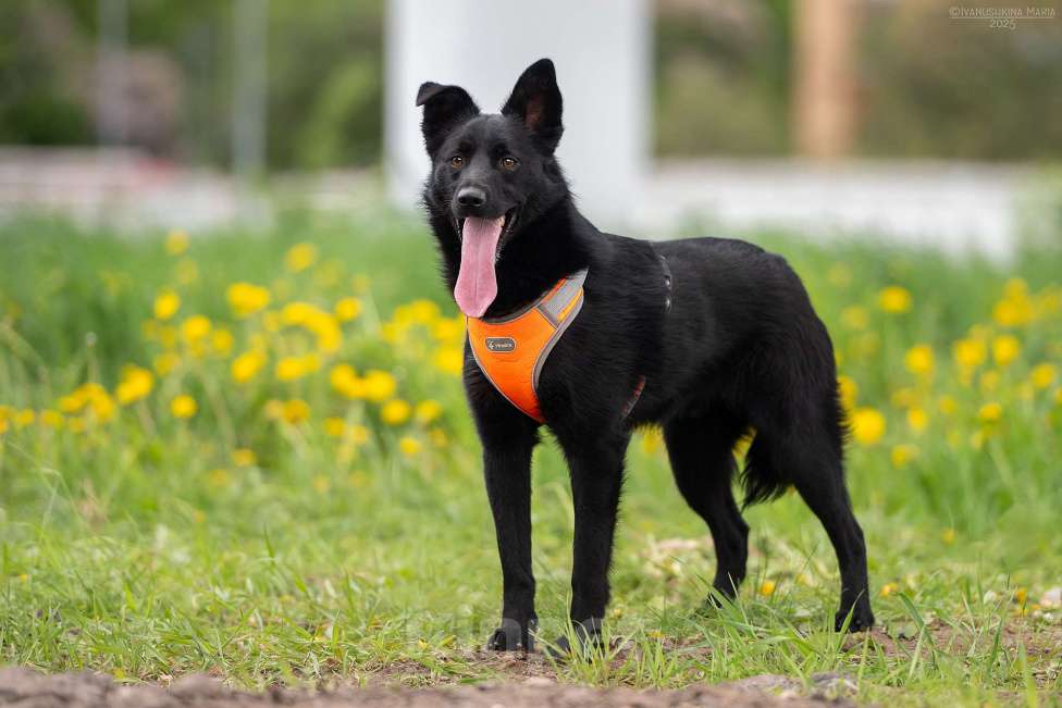 Собаки в Москве: Уголек - с горячей искоркой в сердце Мальчик, Бесплатно - фото 5