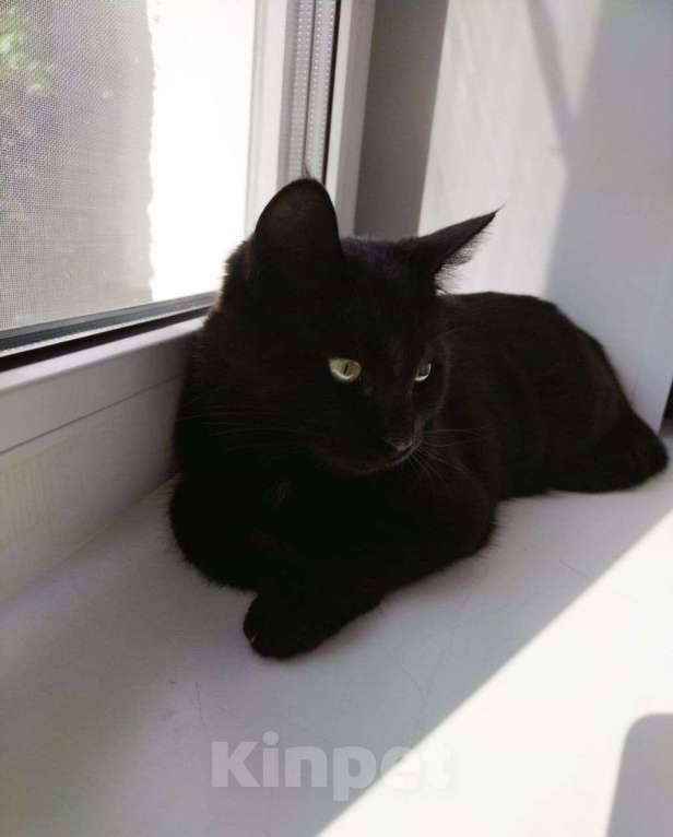 Кошки в Москве: Черная пантерка по имени Сонечка очень ждет своих людей 🖤 Девочка, Бесплатно - фото 3